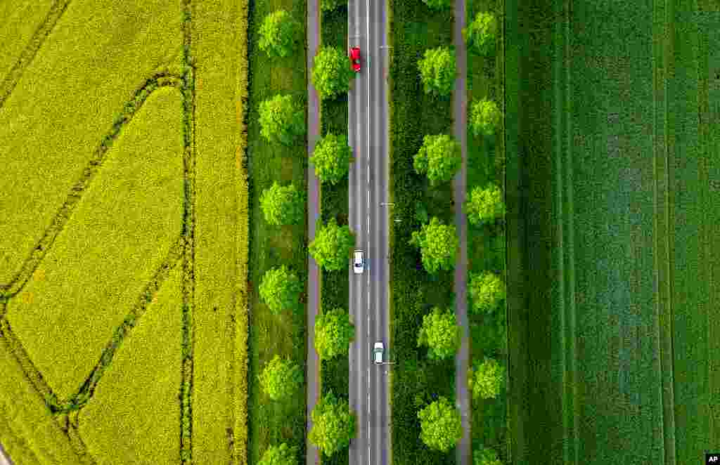Mobil-mobil melaju di jalan antara ladang bunga rapa (warna kuning) di pinggiran kota Frankfurt, Jerman. (AP)&nbsp;