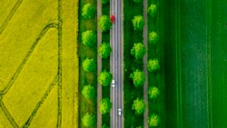 Cars drive on an alley between rape fields in the outskirts of Frankfurt, Germany.