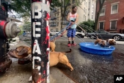 Edgar Sanchez stops on a walk with his dogs, who cool off in a pool beside a fire hydrant sprayer, June 22, 2024, in the Lower East Side neighborhood of New York.