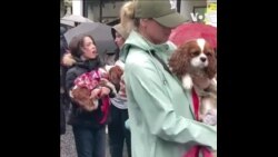 英国国王加冕礼庆祝活动上的查尔斯王骑士犬