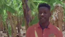 Young Entrerprenuer Utilizing Bananas in Fighting Climate Change 