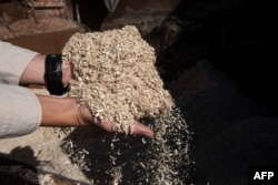 A worker shows dried hemp from France used to make hemp bricks at the Afrimat Hemp brick factory in Cape Town, April 25, 2023.