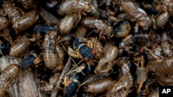 Live cicadas swarm with exoskeletons at the Morton Arboretum, May 24, 2024, in Lisle, Illinois.