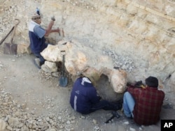 In this June 2017 photo provided by the University of Pisa, the skeleton of Perucetus colossus is excavated by Eusebio Diaz, from left, Alfredo Martinez and Walter Aguirre, in the Ica Province, southern Peru. (Giovanni Bianucci/University of Pisa, via AP)