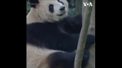 一对中国大熊猫即将赴美 