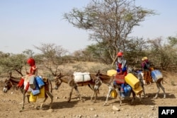 Anak-anak menunggangi keledai yang membawa jerigen untuk mengisi air dari waduk di tengah kekurangan air dan suhu yang meningkat, di kamp darurat bagi pengungsi di desa Hays, provinsi barat Yaman Hodeida, 13 Juni 2024. (Khaled Ziad / AFP)