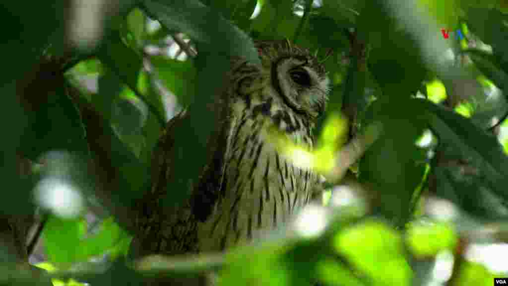 Búho (Megascops albogularis). Es un ave nocturna. Llegó al Bioparque luego de que se cayera de su nido cuando era un pichón y después de que no se pudiera introducir a su hábitat natural al fracturarse una de sus alas. &nbsp; &nbsp; 