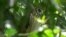 Búho (Megascops albogularis). Es un ave nocturna. Llegó al Bioparque luego de que se cayera de su nido cuando era un pichón y después de que no se pudiera introducir a su hábitat natural al fracturarse una de sus alas.
<div>
<div>
<div>
<div>
<div>
<div>
<div>
<div>
<div>
<div>&nbsp;</div>
</div>
</div>
</div>
</div>

<div>
<div>
<div>&nbsp;</div>
</div>
</div>
</div>
</div>
</div>
</div>
</div>
