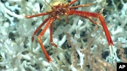 In this image provided by NOAA Ocean Exploration, a squat lobster is seen about 100 miles east of the Florida Atlantic coast in June 2019. (NOAA Ocean Exploration via AP)