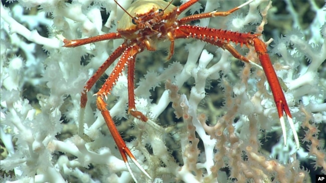 In this image provided by NOAA Ocean Exploration, a squat lobster is seen about 100 miles east of the Florida Atlantic coast in June 2019. (NOAA Ocean Exploration via AP)