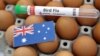 Tabung reaksi berlabel "Flu Burung", telur, dan selembar kertas bergambar bendera nasional Australia terlihat dalam sebuah ilustrasi, 14 Januari 2023. (Foto: Reuters)