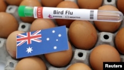 Tabung reaksi berlabel "Flu Burung", telur, dan selembar kertas bergambar bendera nasional Australia terlihat dalam sebuah ilustrasi, 14 Januari 2023. (Foto: Reuters)