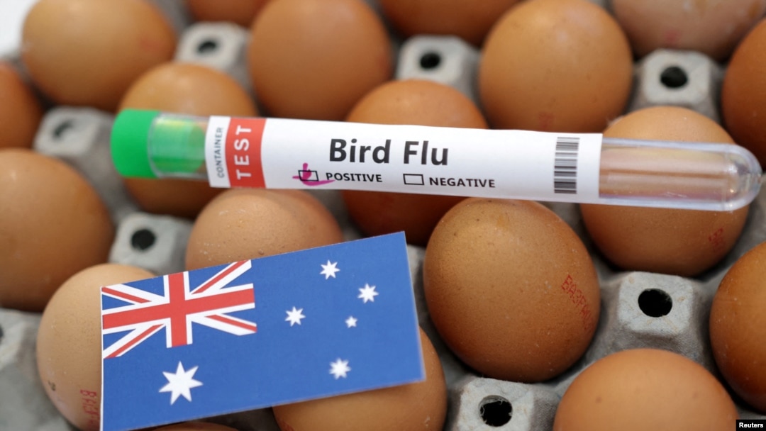 A test tube labelled "Bird Flu", eggs and a piece of paper in the colors of the Australian national flag are seen in this picture illustration, Jan. 14, 2023.