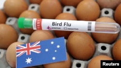 A test tube labelled "Bird Flu", eggs and a piece of paper in the colors of the Australian national flag are seen in this picture illustration, Jan. 14, 2023.