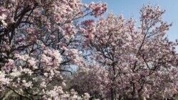 Celebrating Cherry Blossoms, Spring in Washington, D.C.