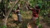 Female Farmers Grow Ghana's Taste for Coffee