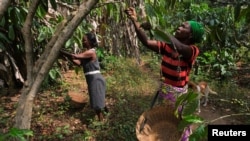 Female coffee growers harvest coffee beans on a farm in the Dzogbedo community in the Volta Region, Ghana, January 26, 2023. 