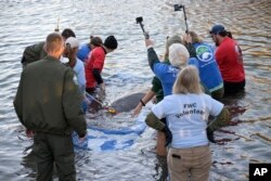 Maximoff, seekor manatee, berenang ke Sungai St. Johns saat dilepasliarkan dari Blue Spring State Park, Orange City, Florida, Senin, 13 Februari 2023.(AP/Phelan M. Ebenhack)