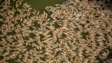 Thousands of dead fish are seen washed up at the Menindee township bridge at the Menindee lakes, in outback New South Wales, Australia, March 19, 2023. 