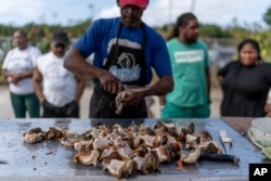 Quincy Garbey lays out fresh conch meat for customers at a fish market in Freeport, Grand Bahama Island, Bahamas, Saturday, Dec. 3, 2022. (AP Photo/David Goldman)