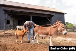 Lisa Moad, owner of Seven Oaks Farm, pets her miniature horse and miniature donkey on Tuesday, Aug. 6, 2024. (AP Photo/Emilee Chinn)