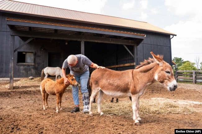 Lisa Moad, owner of Seven Oaks Farm, pets her miniature horse and miniature donkey on Tuesday, Aug. 6, 2024. (AP Photo/Emilee Chinn)