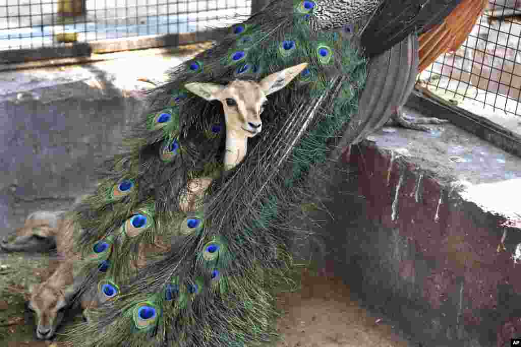 A Chinkara gazelle fawn rests in the plumage of a peacock at an animal rescue center on a hot summer day in Bikaner, Rajasthan, India.