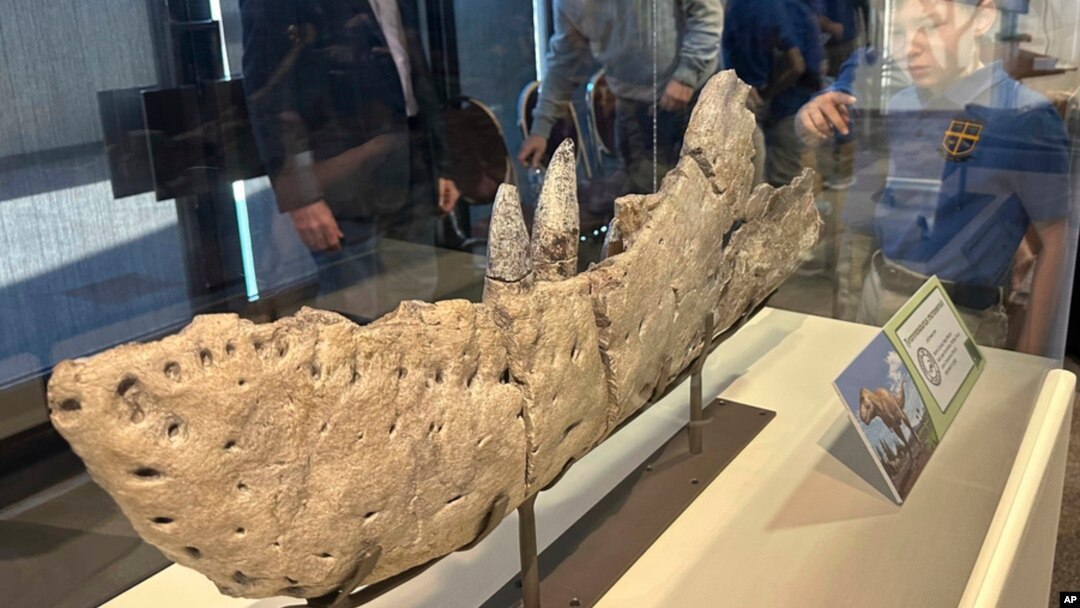 Researchers and students get a closer look at the jaw bone of a new subspecies of tyrannosaur unveiled at the New Mexico Museum of Natural History and Science in Albuquerque, Jan. 11, 2024.