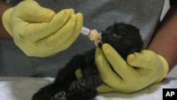 A veterinarian feeds a young howler monkey rescued amid extremely high temperatures in Tecolutilla, Tabasco state, Mexico, Tuesday, May 21, 2024. (AP Photo/Luis Sanchez)