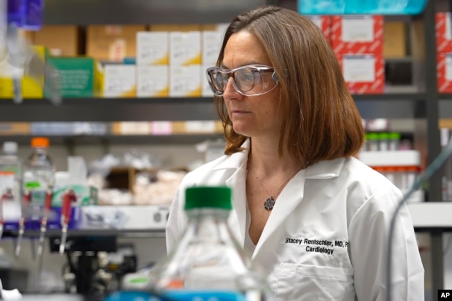 Dr. Stacey Rentschler observes work in her lab at Washington University in St. Louis on Wednesday, March 1, 2023. (AP Photo/Angie Wang)