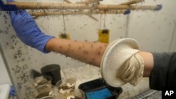 A colony of sabethes cyaneus, also known as the paddle-legged beauty for its feathery appendages and iridescent coloring, blood feed on Ella Branham on July 19, 2023, in Salt Lake City. Mosquitoes Health and Climate (AP Photo/Rick Bowmer)