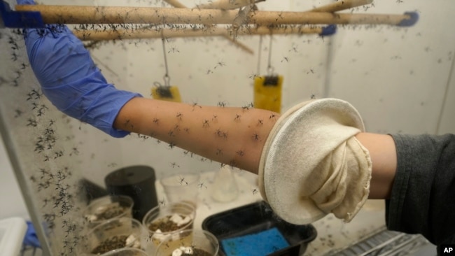 A colony of sabethes cyaneus, also known as the paddle-legged beauty for its feathery appendages and iridescent coloring, blood feed on Ella Branham on July 19, 2023, in Salt Lake City. Mosquitoes Health and Climate (AP Photo/Rick Bowmer)