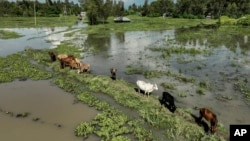 FILE - Cows graze in a flooded paddock in Kisumu, Kenya, April 17, 2024.