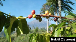 Kopi arabika Sindoro-Sumbing dibudidayakan di ketinggian 800 MDPL. (Foto: Courtesy/Mukidi)