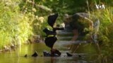 Balancing Rock Artist