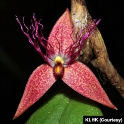 Spesies baru dari jenis anggrek yang diberi nama Bulbophyllum Wiratnoi. (Courtesy: KLHK)