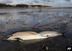FILE - A dead common dolphin is marked as such at Herring River, Jan. 19, 2012, in Wellfleet, Massachusetts.