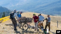 This 2021 photo provided by the Jackson Hole Wildlife Foundation shows volunteers removing obsolete fences to allow animals to pass through more safely in Teton County, Wyoming.
