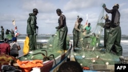 Des pêcheurs déchargent du poisson dans un port de pêche à Cap Skirring, au Sénégal, le 16 mai 2024.