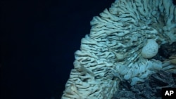 FILE - A huge sponge is pictured at a depth of 7,000 feet in the Papahanaumokuakea Marine National Monument off the shores of the northwestern Hawaiian Islands, Aug. 12, 2015. The monument was expanded the next year, creating the world's largest marine protected area. (NOAA/AP)