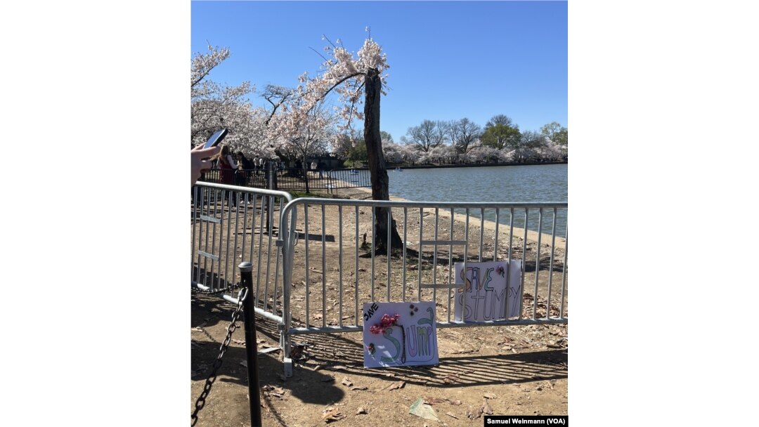 Posters at the fence surrounding the the popular cherry tree Stumpy express people's wishes for the famed tree to be saved amid a seawall project in the Tidal Basin where the trees are blossoming on March 24, 2024.