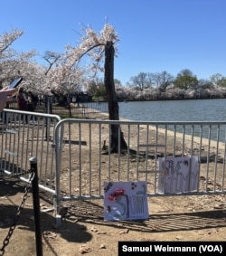 Posters at the fence surrounding the the popular cherry tree Stumpy express people's wishes for the famed tree to be saved amid a seawall project in the Tidal Basin where the trees are blossoming on March 24, 2024.