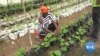 Ghana’s Farmers Switch to Crops Requiring Less Russian Fertilizer
