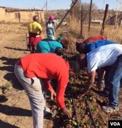 Balima esivandeni esisekelwa yinhlanganiso yeIntuba