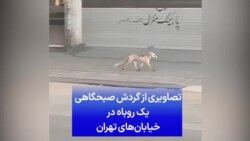 تصاویری از گردش صبحگاهی یک روباه در خیابان‌های تهران