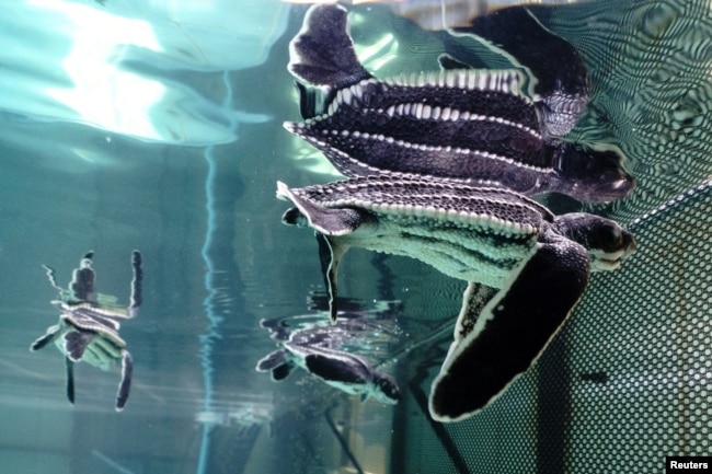 One-month-old baby leatherback turtles swim inside a pond at Phuket Marine Biological Center, in Phuket province, Thailand, April 7, 2024. (REUTERS/Napat Wesshasartar)