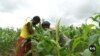 Malawi Embarks on GMO Trials to Curb Hunger and Pests
