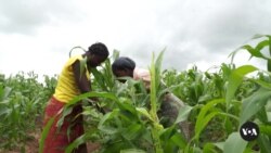 Malawi Embarks on GMO Trials to Curb Hunger and Pests