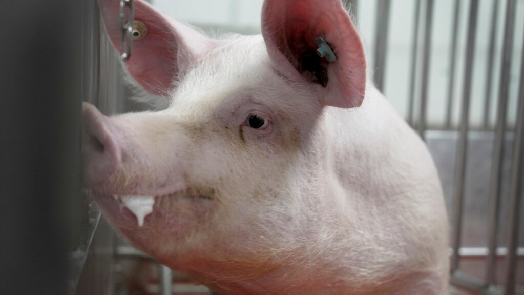 US Research Farm Raises Pigs to Produce Organs for Humans