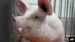 A pig stands in a pen at the Revivicor research farm near Blacksburg, Va., on May 29, 2024, where organs are retrieved for animal-to-human transplant experiments. (AP Photo/Shelby Lum)